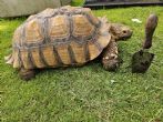 Sulcata : Male approx 11 years old (Nelson)